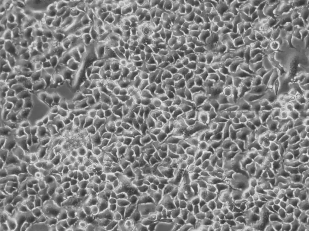 [GEN300986-MA] NS3-CMPK-hLBR1TM-mEGFP Cells