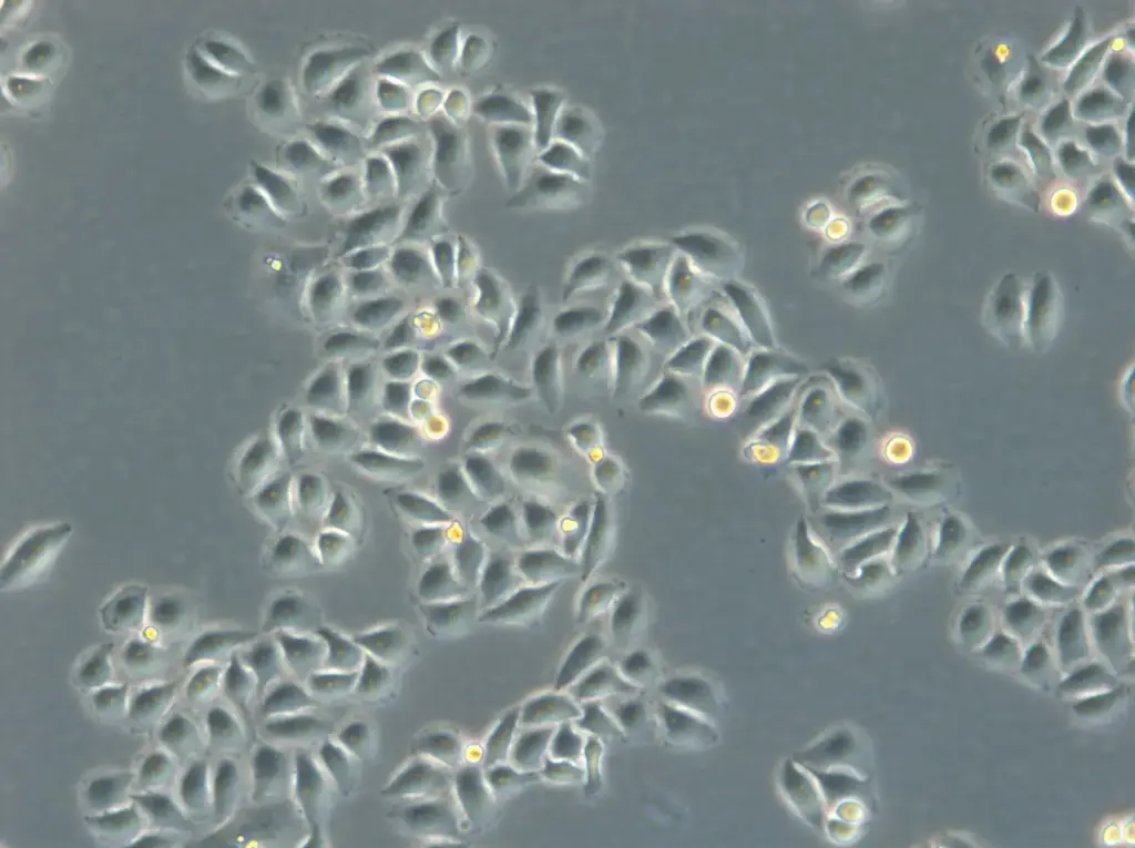 [GEN300173-MA] HK-ZFN-AURKB-mEGFP Cells