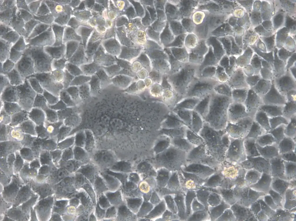 [GEN300676-MA] HK-2xZFN-mEGFP-Nup107 Cells