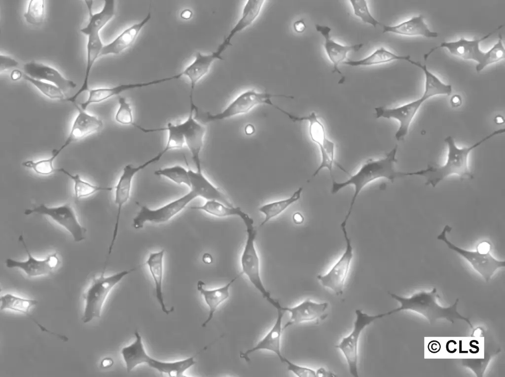 [GEN500671-MA] NRK-IBB-DiHcRed1 Cells