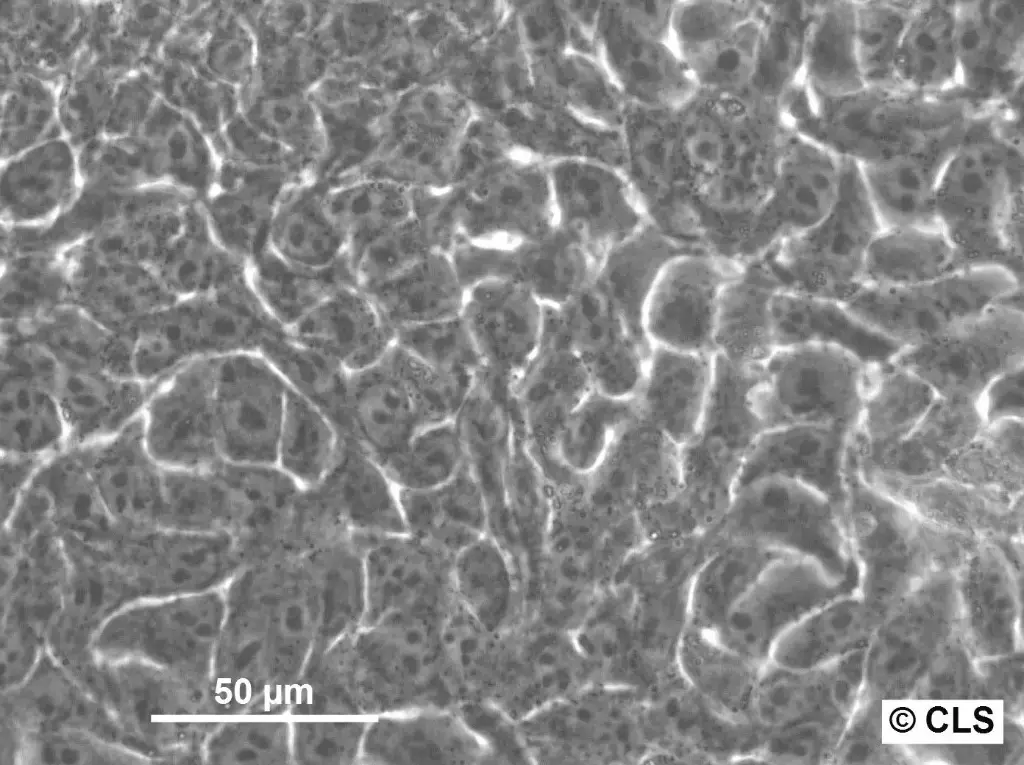 [GEN300668-MA] HK EB3-EGFP Cells