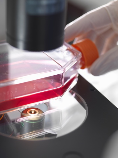 [ASTPLATE-SA2-111] Immortalized Human Brain Microvascular Endothelial Cells (hCMEC/D3)